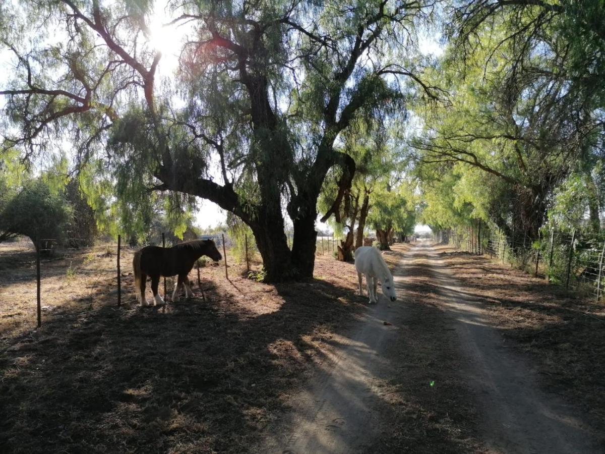 ホテル Doornfontein Guest Farm クラドック エクステリア 写真
